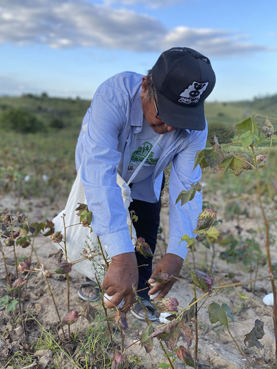 Agricultor de algodão agroecológico em Ingá (PB)