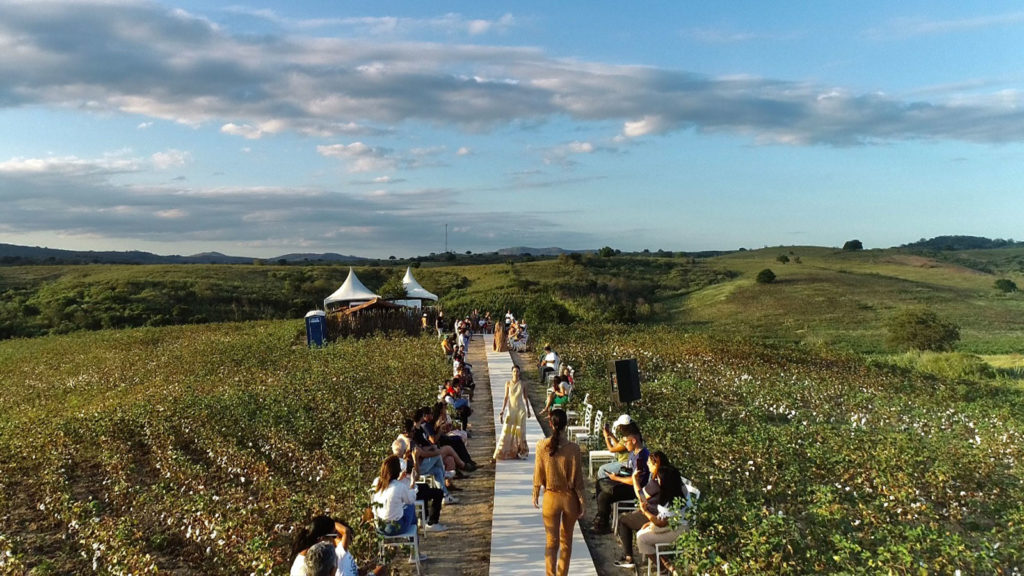 No interior da Paraíba, produção de algodão agroecológico ganha força e número de agricultores e hectares plantados segue aumentando.