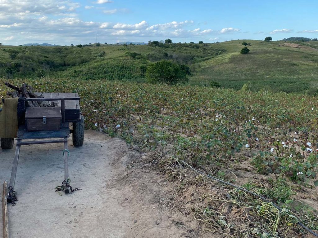 Algodão agroecológico em Ingá (PB)