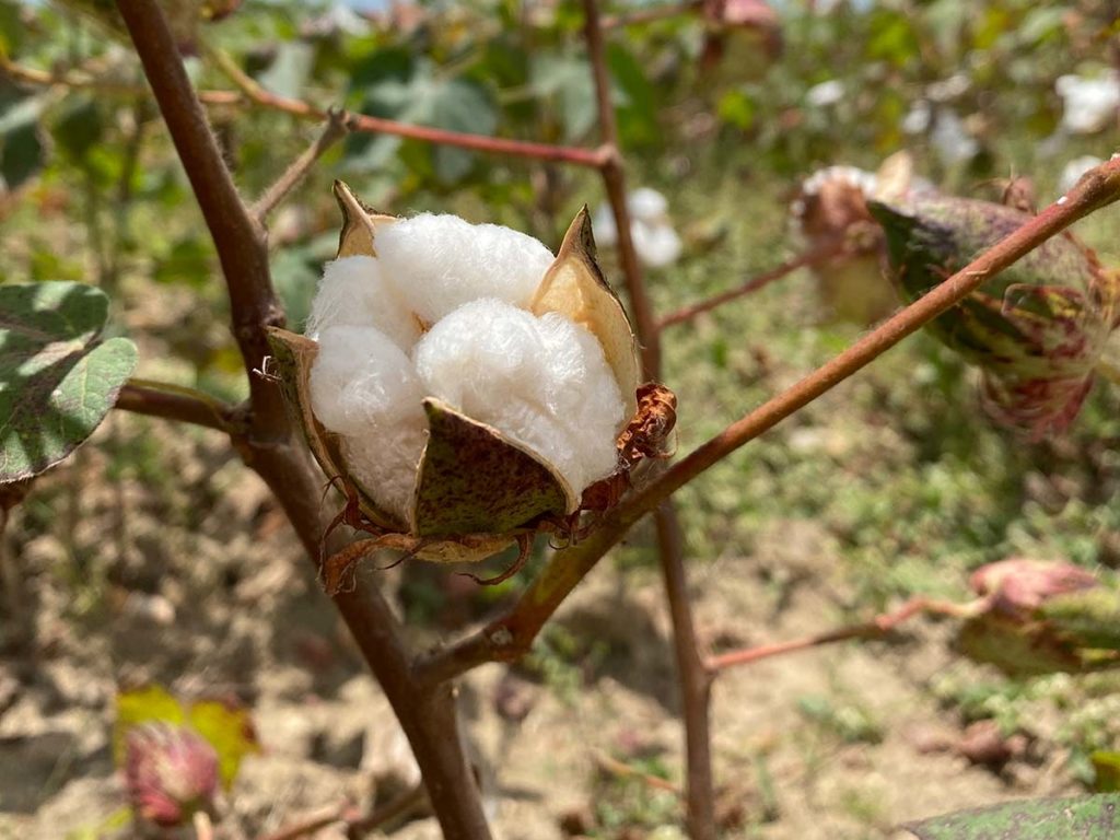 Algodão agroecológico em Ingá (PB)