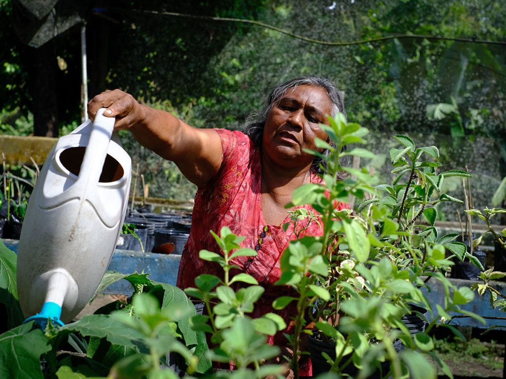 No Amazonas, insegurança alimentar grave atinge agricultura familiar, que sofre com as consequências da crise do clima.